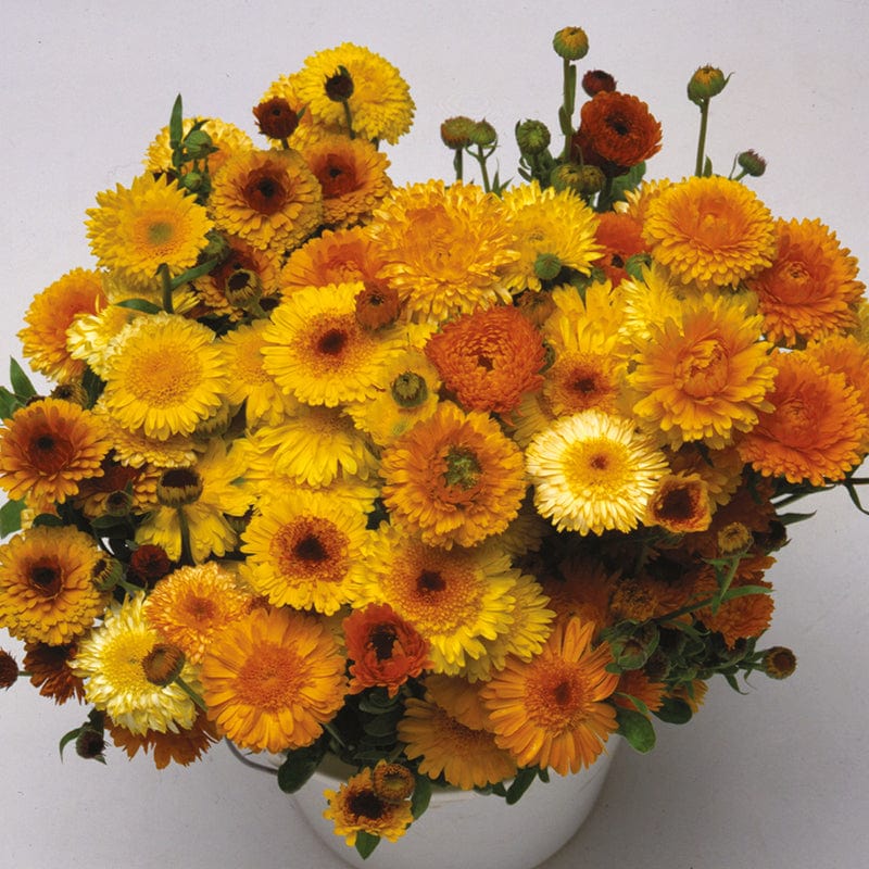 dt-brown FLOWER SEEDS Calendula D.T. Brown Cut Flower Mixed Flower Seeds