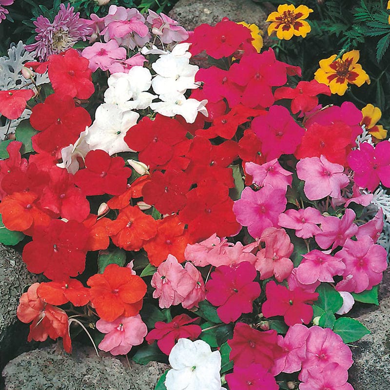 dt-brown FLOWER SEEDS Busy Lizzie DTB Special Mixed F1 Flower Seeds
