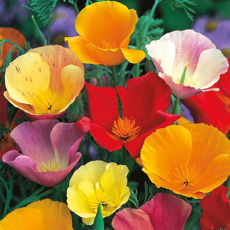 dt-brown FLOWER SEEDS Californian Poppy Single Mixture Flower Seeds