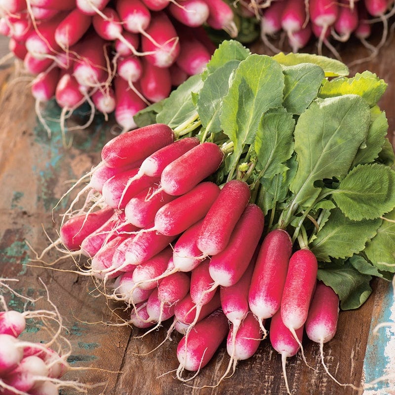 dt-brown VEGETABLE SEEDS Radish French Breakfast 3 AGM Seeds 25g