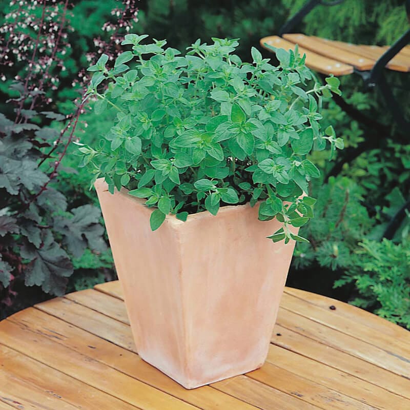 dt-brown VEGETABLE SEEDS Oregano Greek Seeds