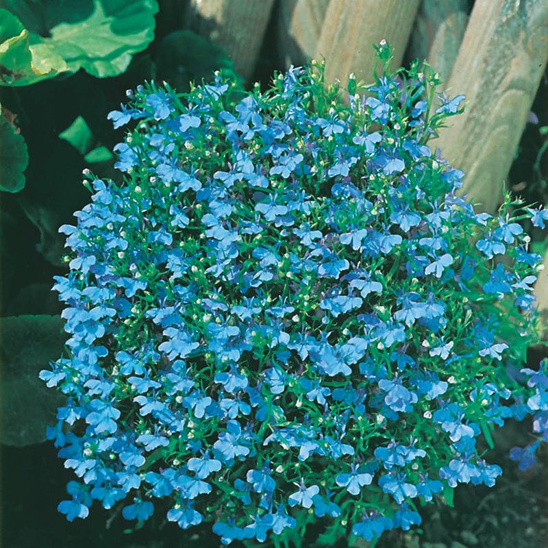 dt-brown FLOWER SEEDS Lobelia (Edging Variety) Cambridge Blue Flower Seeds