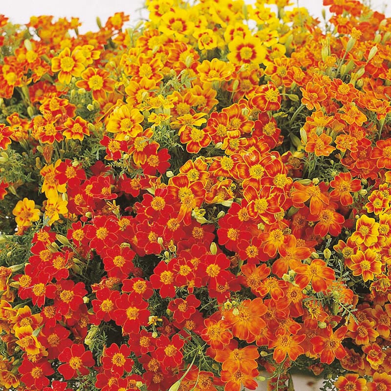 dt-brown FLOWER SEEDS Tagetes Starfire Mixed Flower Seeds