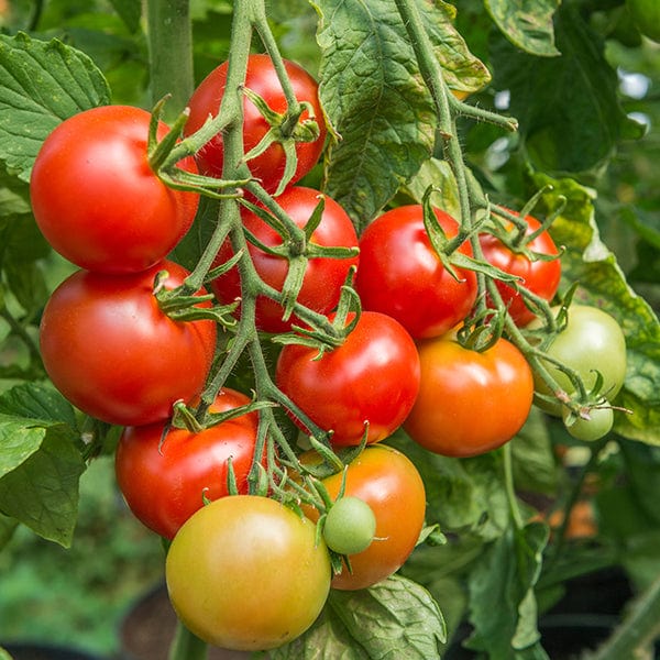dt-brown VEGETABLE PLANTS 3 x 9cm Potted Plants (LATE) Tomato Shirley F1 AGM (Standard) Veg Plants