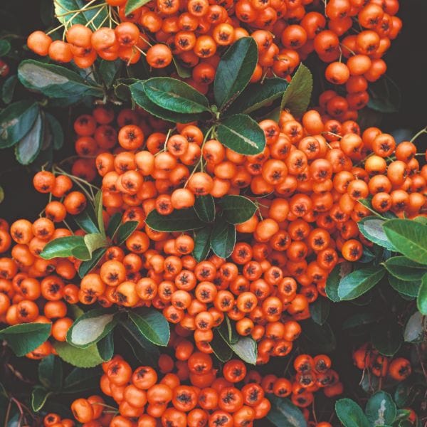 dt-brown FLOWER PLANTS Pyracantha Coccinea Orange Glow Flower Plant