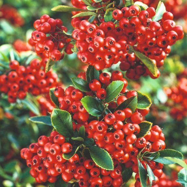 dt-brown FLOWER PLANTS Pyracantha Coccinea Red Column Flower Plant