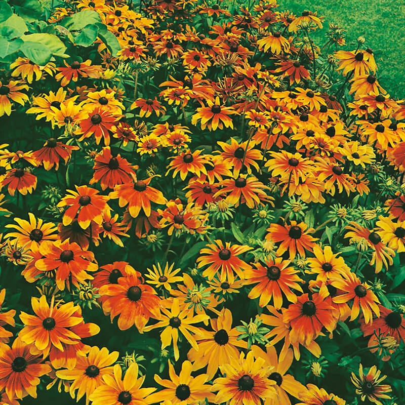 Rudbeckia Rustic Dwarfs Mixed Seeds