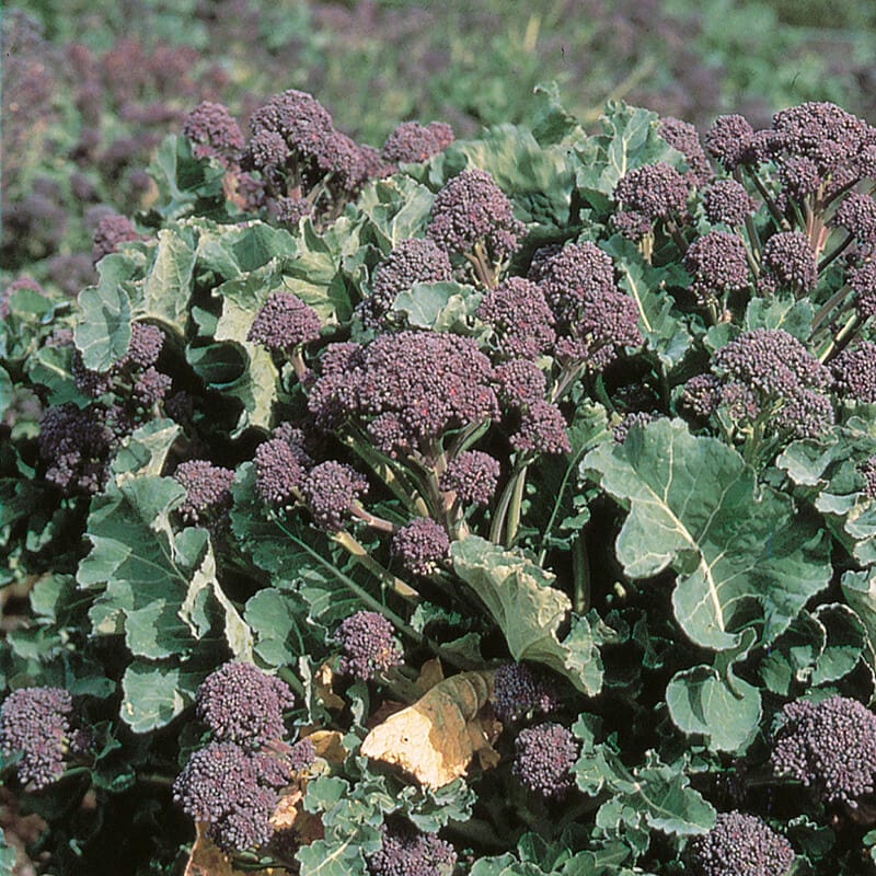 dt-brown VEGETABLE SEEDS Broccoli Rudolph (Purple sprouting) Seeds