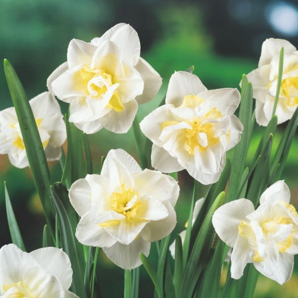 dt-brown FLOWER BULBS Narcissus White Lion Flower Bulbs