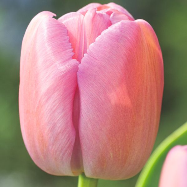 Close-up of a pink tulip with a blurred green background
