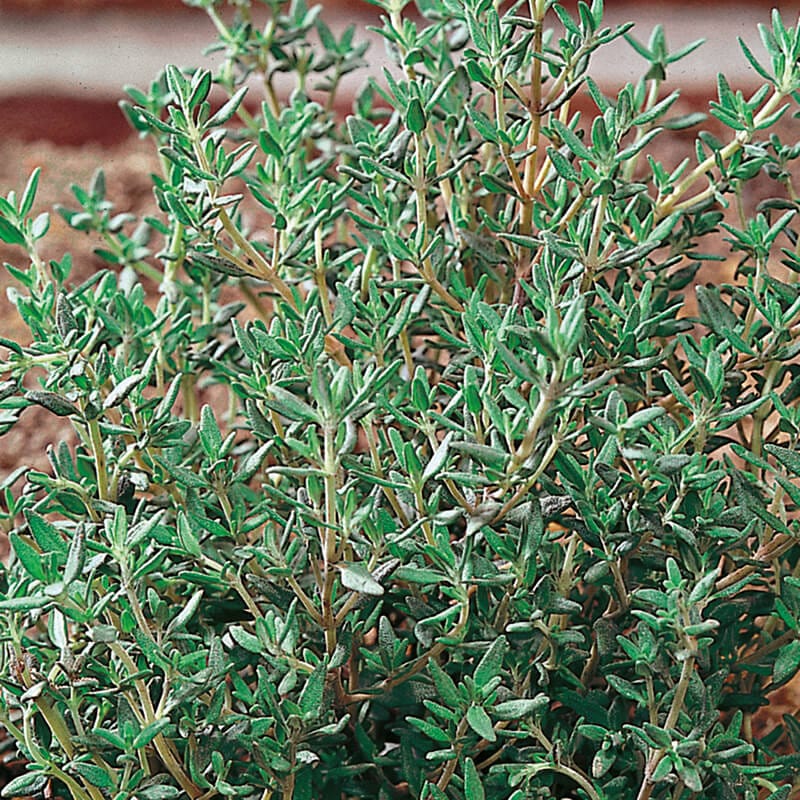 dt-brown VEGETABLE SEEDS Thyme herb Seeds