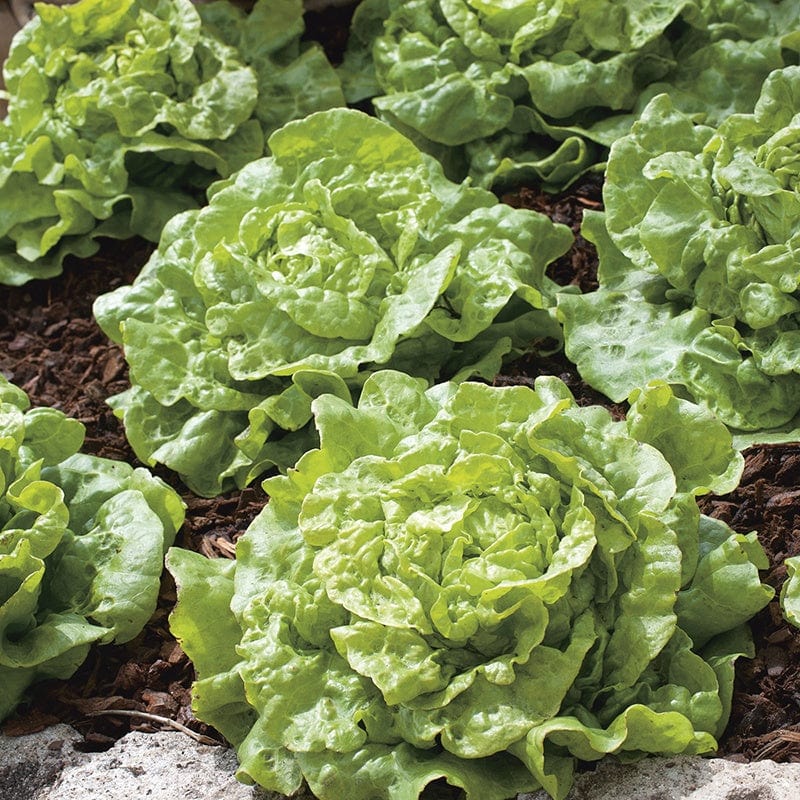 dt-brown VEGETABLE SEEDS Lettuce Tom Thumb Seeds