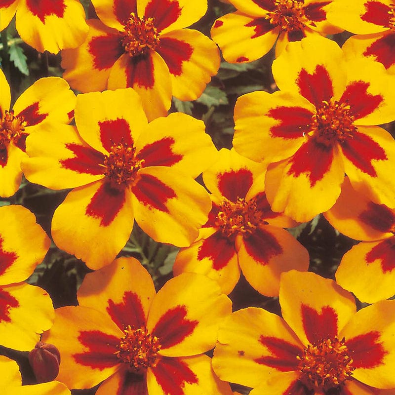 dt-brown FLOWER SEEDS Marigold (French) Naughty Marietta Flower Seeds
