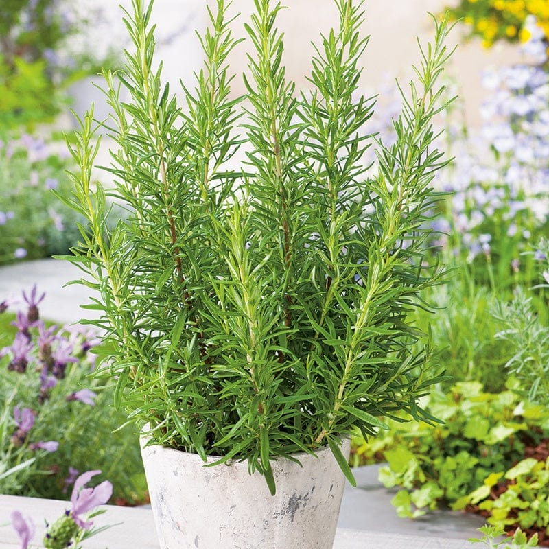 dt-brown VEGETABLE SEEDS Rosemary Herb Sees