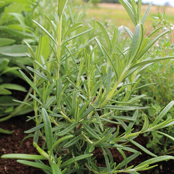 dt-brown VEGETABLE SEEDS Rosemary Herb Sees