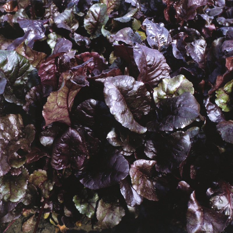 Beetroot Bulls Blood Seeds