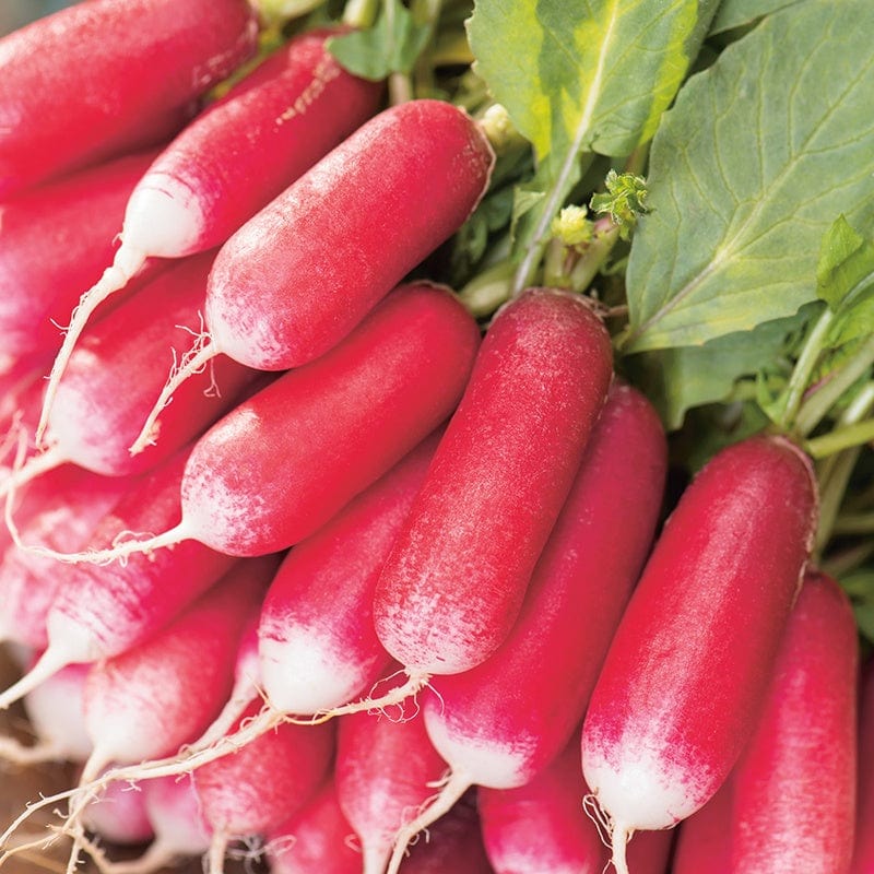 dt-brown VEGETABLE SEEDS Radish French Breakfast Seeds