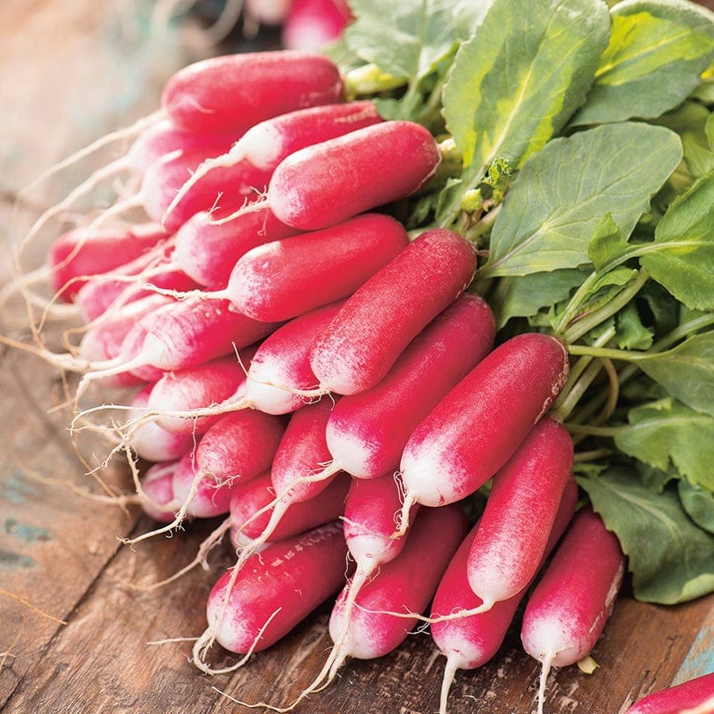dt-brown VEGETABLE SEEDS Radish French Breakfast Seeds
