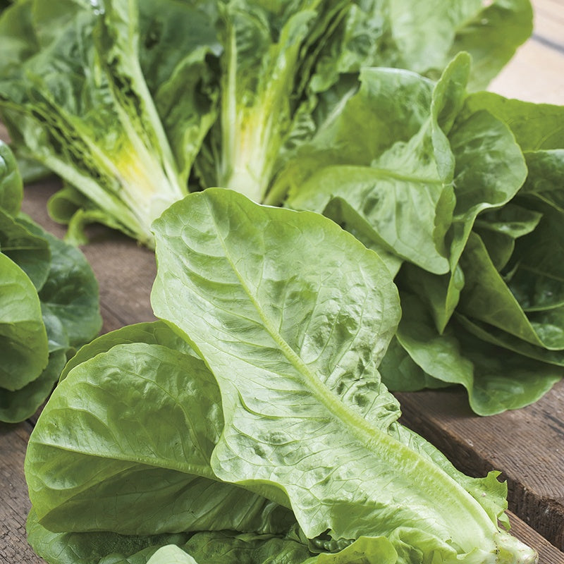 Lettuce Winter Density AGM Seeds