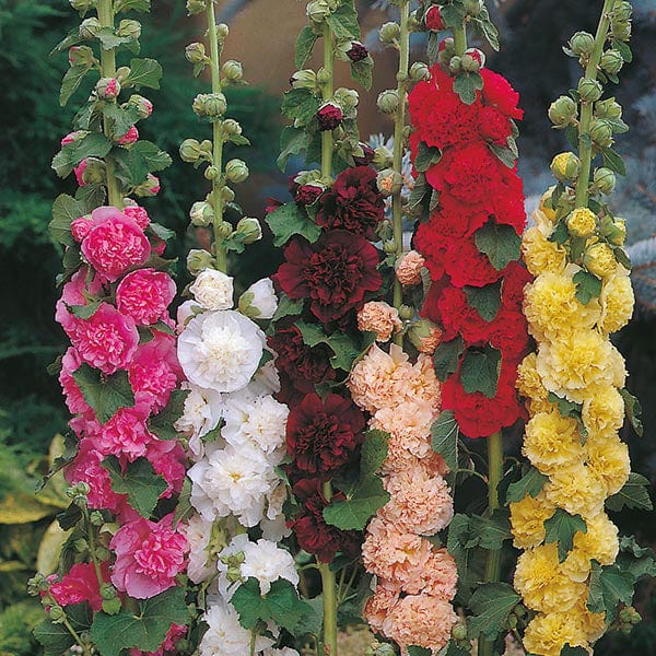 dt-brown FLOWER SEEDS Hollyhock Chaters Double Mixed Seeds