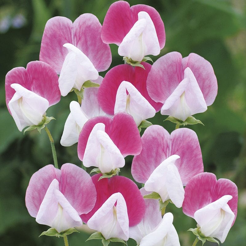 dt-brown FLOWER SEEDS Sweet Pea (Tall) Painted Lady Flower Seeds