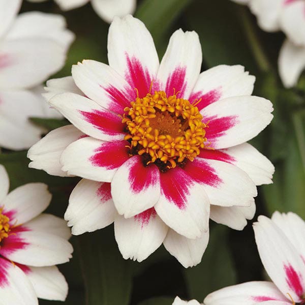 dt-brown FLOWER SEEDS Zinnia Zahara Rose Starlight Flower Seeds