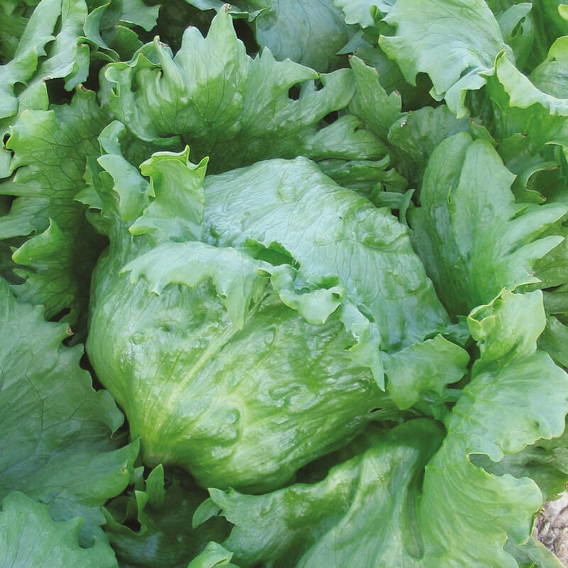 Lettuce Soleison Seeds