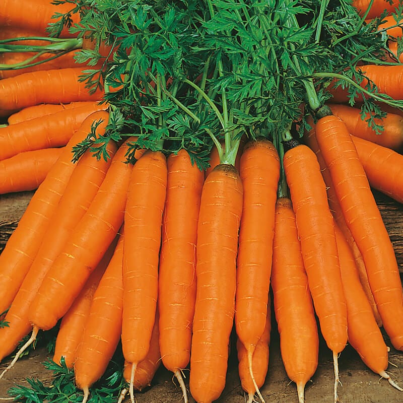 dt-brown VEGETABLE SEEDS Carrot Amsterdam 3 Seed Tape