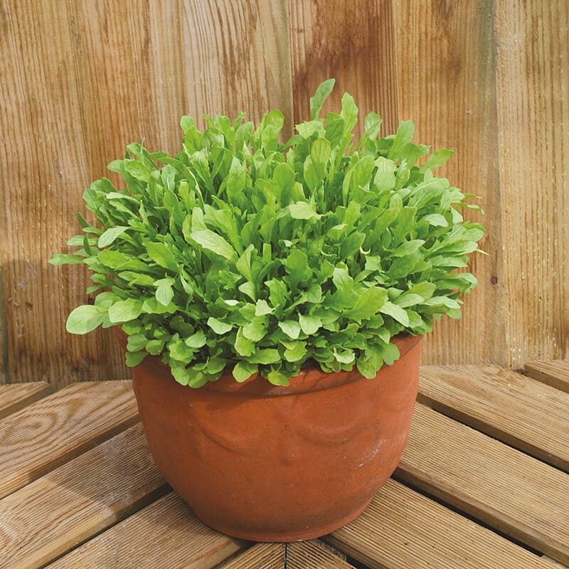 dt-brown VEGETABLE SEEDS Mixed Lettuce Leaves Seed Mats