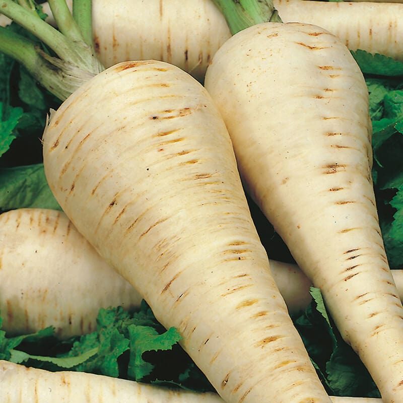 dt-brown VEGETABLE SEEDS Parsnip Hollow Crown Seeds