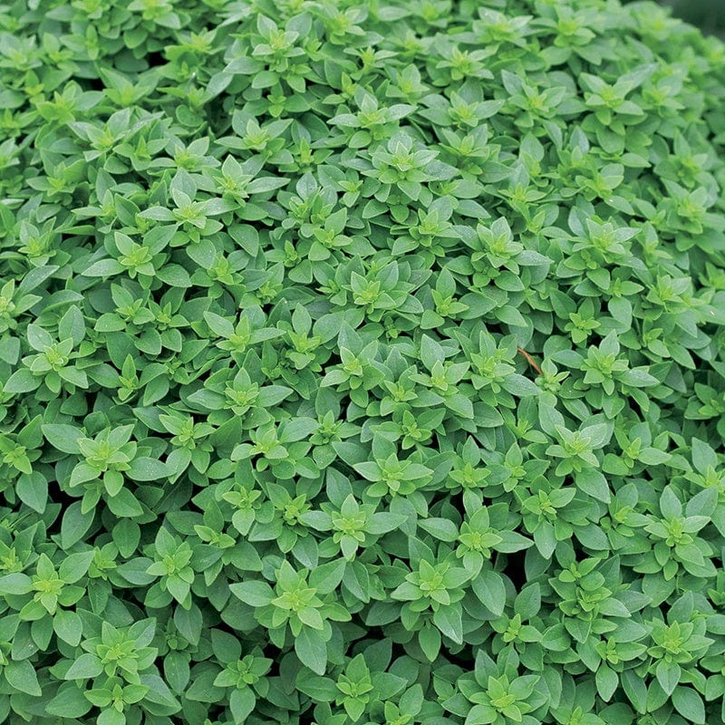 dt-brown VEGETABLE SEEDS Aristotle Basil Herb Seeds