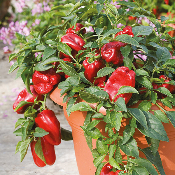 Sweet Pepper Redskin Seeds