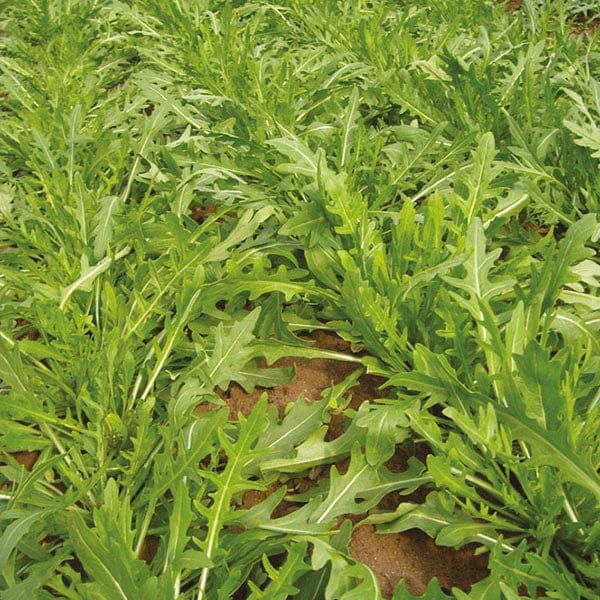 dt-brown VEGETABLE SEEDS Rocket Tirizia Seeds
