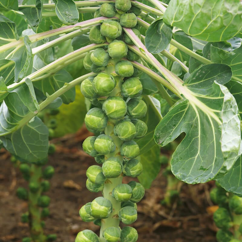 dt-brown VEGETABLE SEEDS Brussels Sprout Crispus F1 Seeds