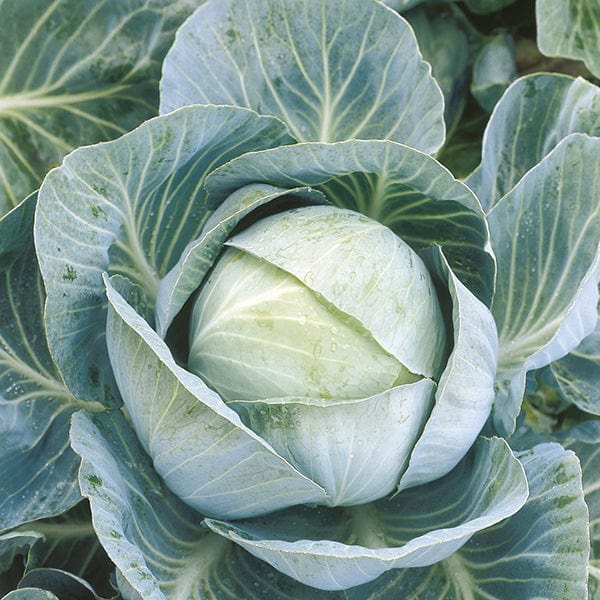 dt-brown VEGETABLE SEEDS Cabbage Kilazol F1 Veg Seeds