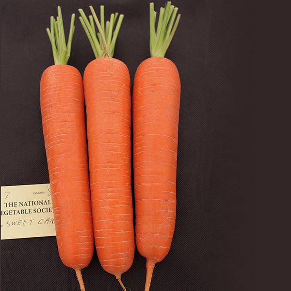 dt-brown VEGETABLE SEEDS Carrot Sweet Candle F1 Seeds