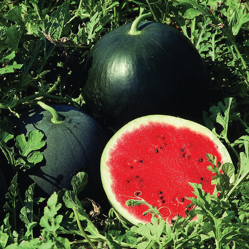 dt-brown VEGETABLE SEEDS Watermelon Red Star F1 Seeds
