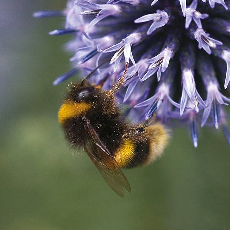 Bee Attracting Flower Mix Seeds