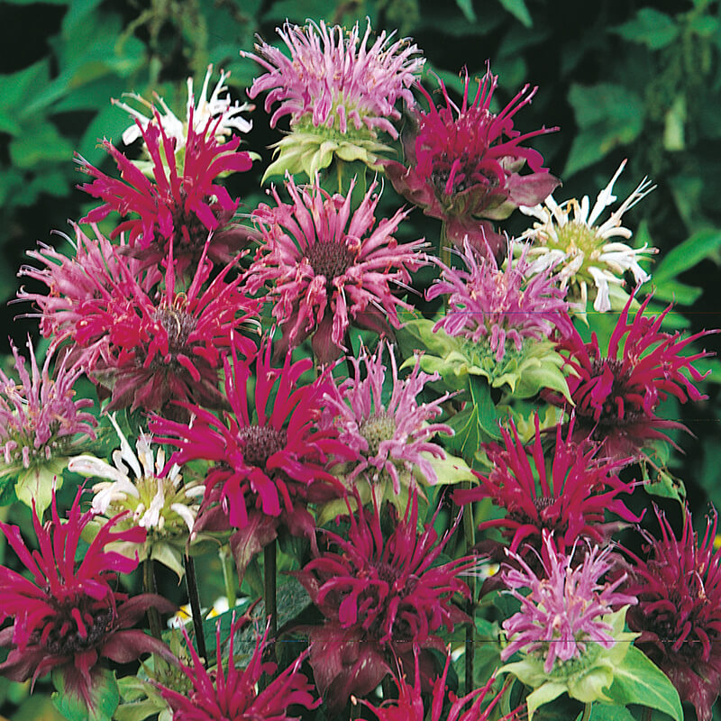 Bergamot Panorama Mixed Seeds