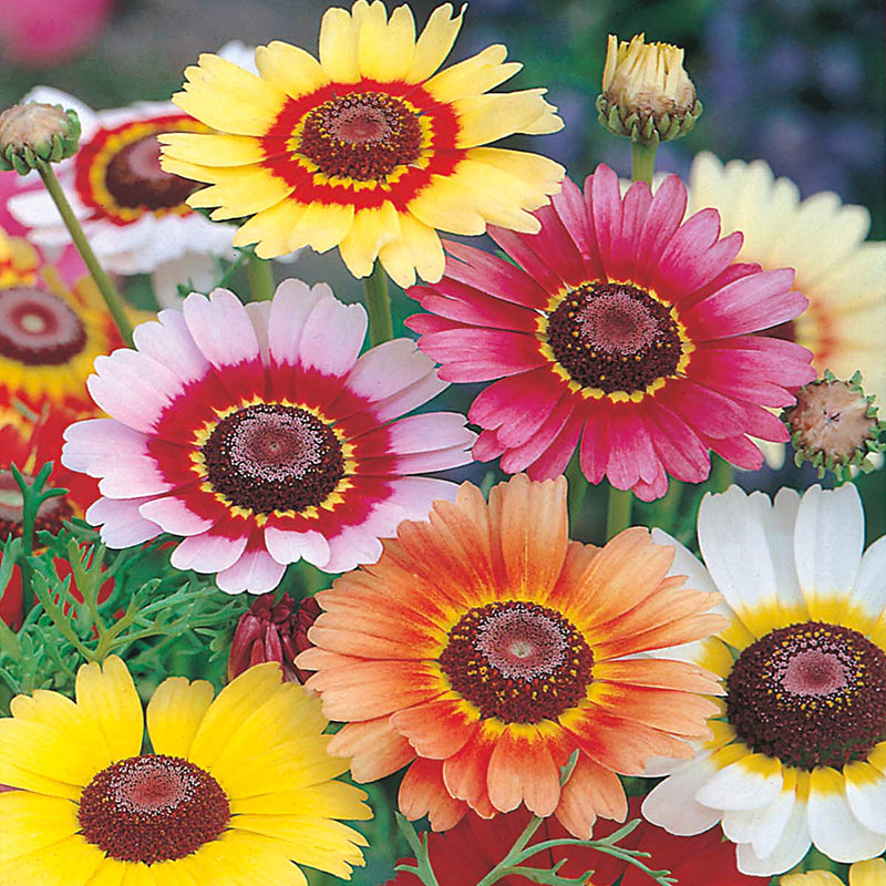 Chrysanthemum Rainbow Mixed Seeds