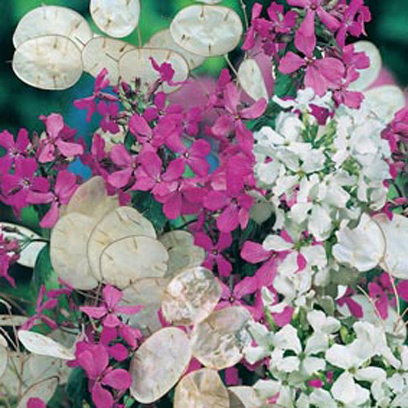 dt-brown FLOWER SEEDS Honesty Purple & White Mixed Flower Seeds