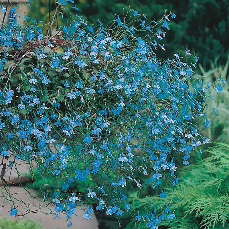 dt-brown FLOWER SEEDS Lobelia (Trailing) Cascade Blue Flower Seeds