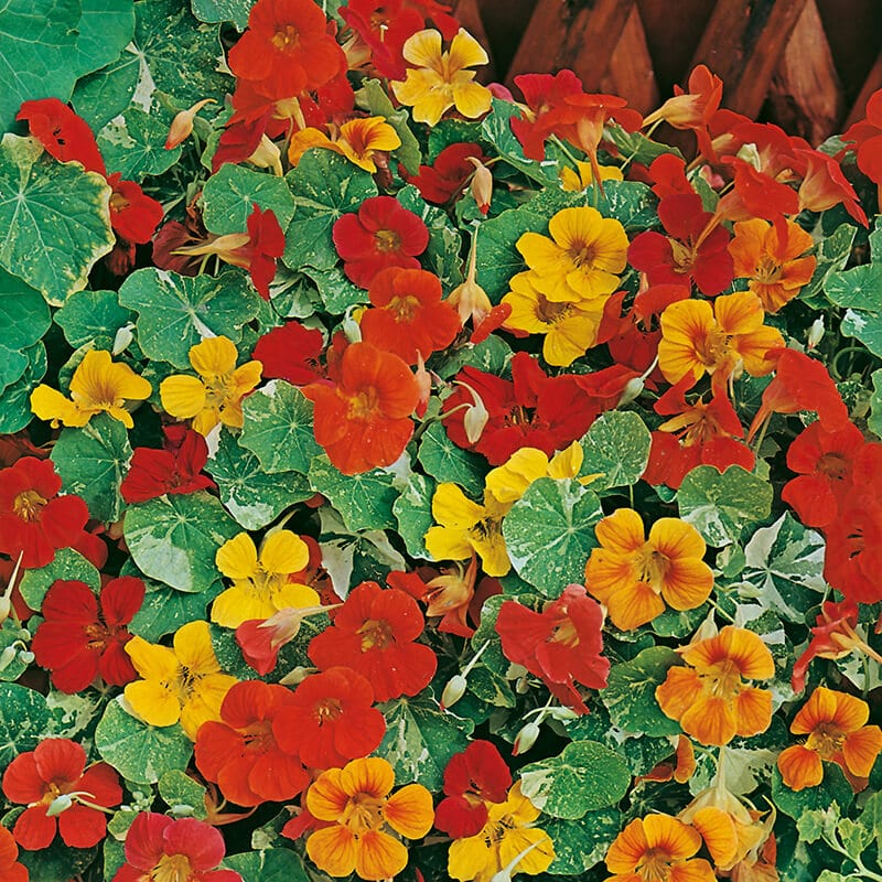 dt-brown FLOWER SEEDS Nasturtium Alaska Mixed AGM Flower Seeds