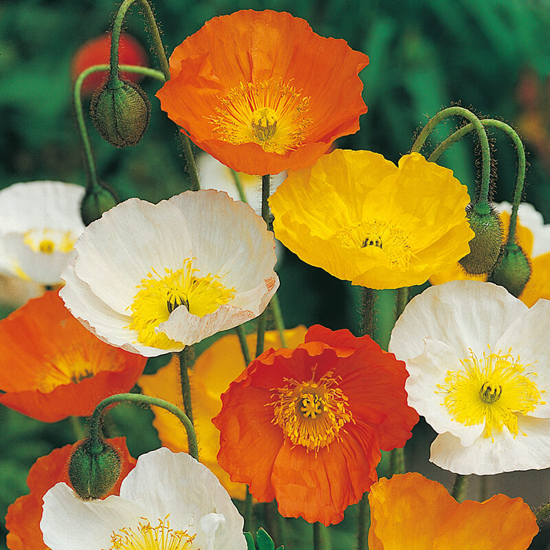 Iceland Poppy Mixed Seeds