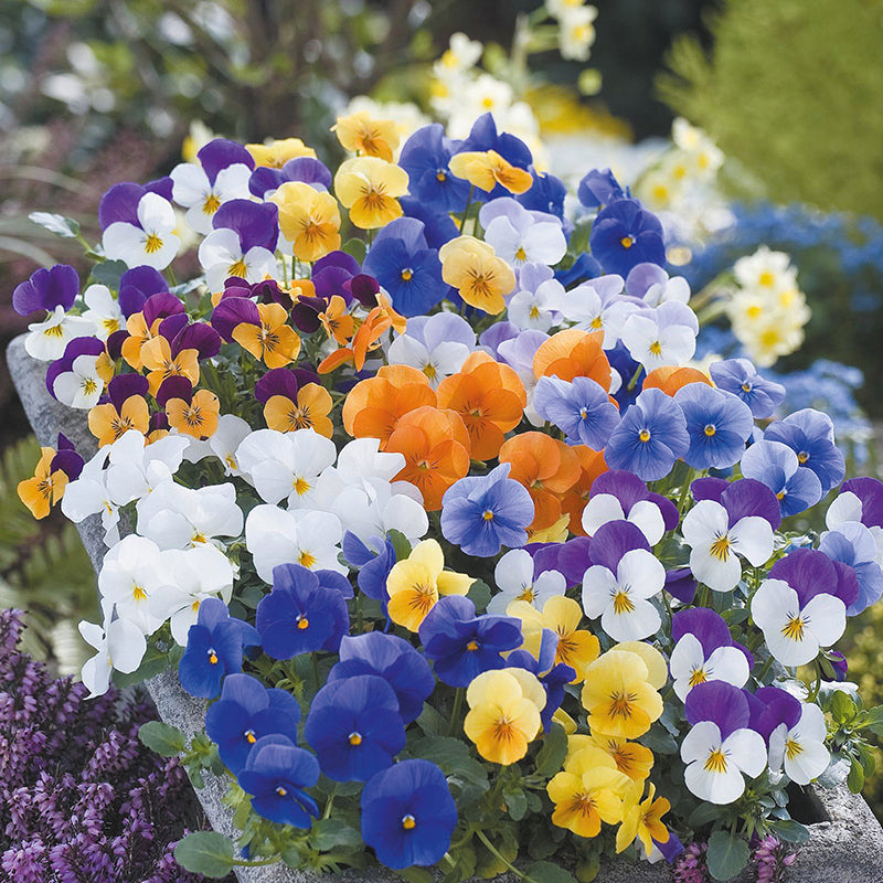 Viola Floral Power Mixed F1 Seeds