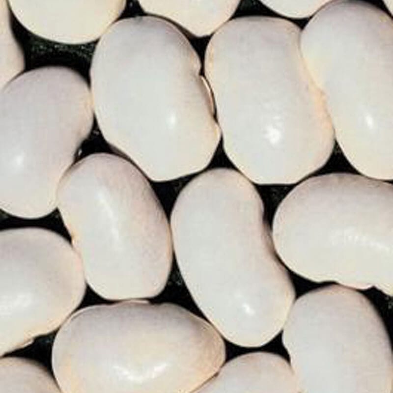 dt-brown VEGETABLE SEEDS Bean (Shelling) Spagna Bianco Seeds