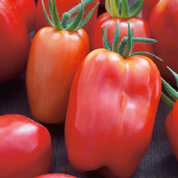 dt-brown VEGETABLE SEEDS Tomato San Marzano 3 Seeds