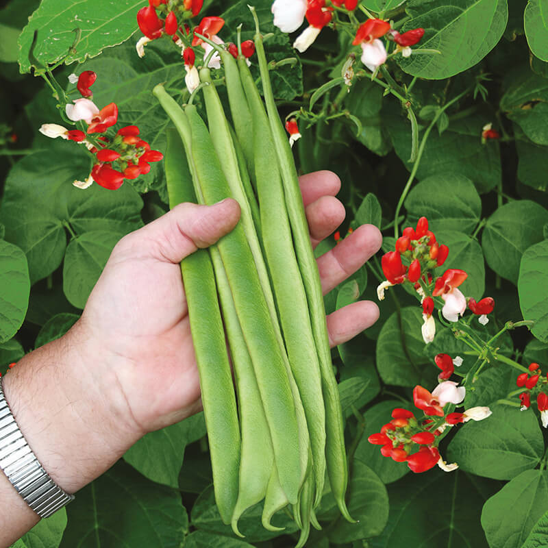 Runner Bean St George Seeds