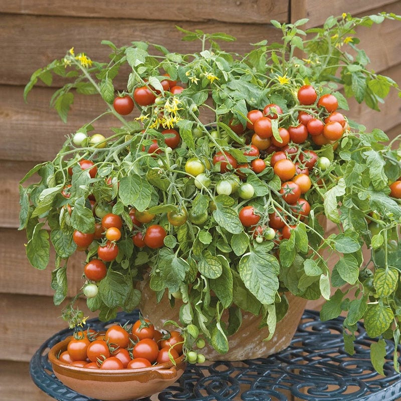 dt-brown VEGETABLE SEEDS Tomato Cherry Falls Seeds