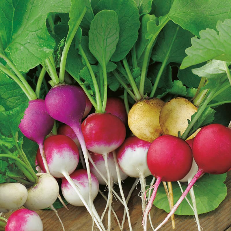dt-brown VEGETABLE SEEDS Radish D.T. Brown's Rainbow Blend Seeds